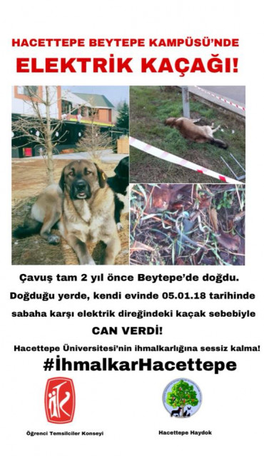 hacettepe'nin köpek ölümüne sebep olan ihmali - ihmalkar-hacettepe-uq8pk