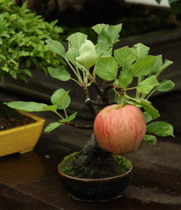 bonsai - son-ortadogu-bukucu-ClSw4