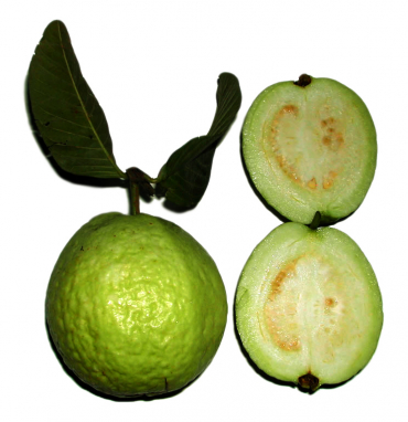 guajava - son-ortadogu-bukucu-YH9ob