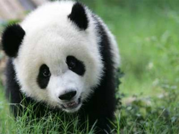 panda - tahsingungordu-5oWTH