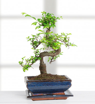 bonsai - yollarda-bul-beni-2BLLs