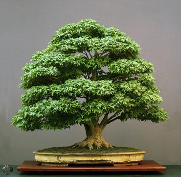 bonsai - yollarda-bul-beni-44tQp