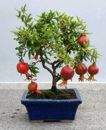 bonsai - yollarda-bul-beni-70PjK