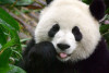 i am a panda
