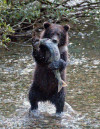 bearyogi